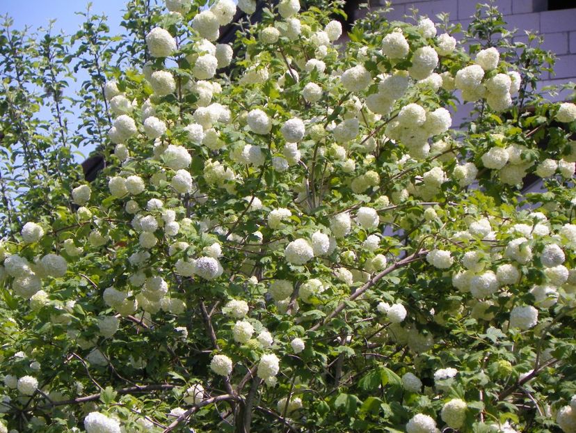 viburnum opulus Roseum - Copacei si arbusti 2017