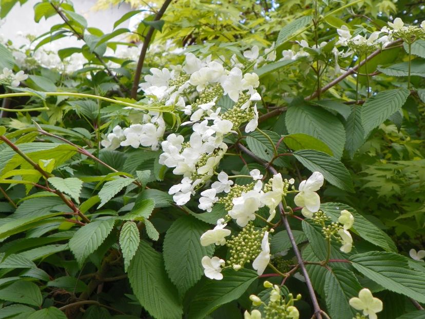 viburnum plic. Lanarth - Copacei si arbusti 2017