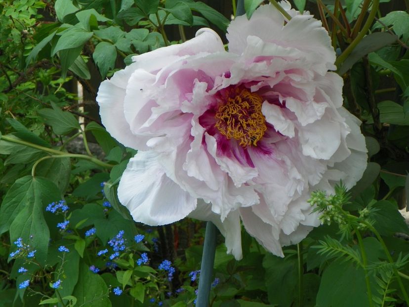 lilac anthesis - Bujori arbustivi si itoh 2017