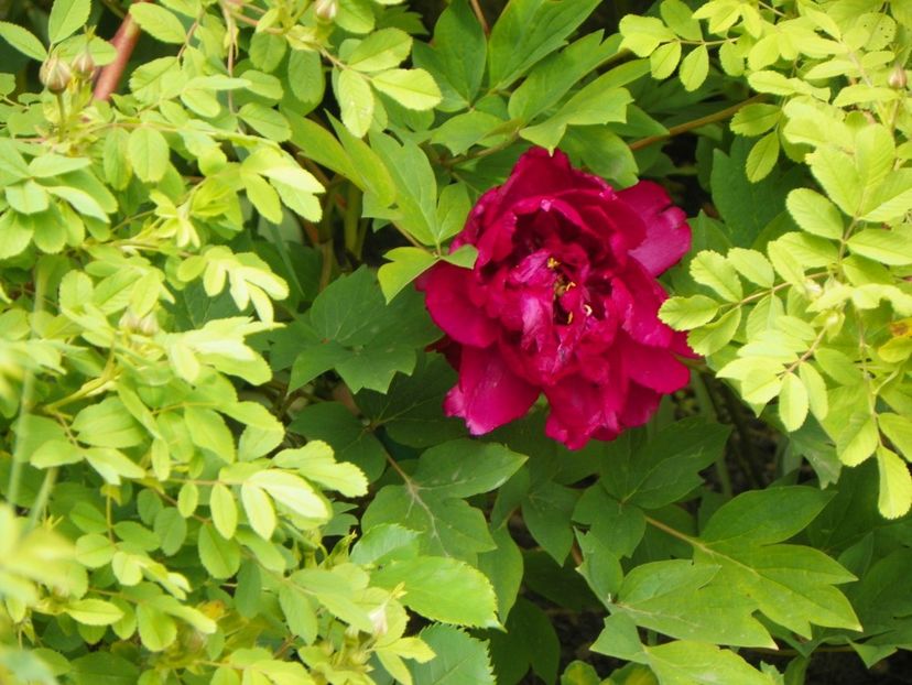 Luo Yang Hong - Bujori arbustivi si itoh 2017