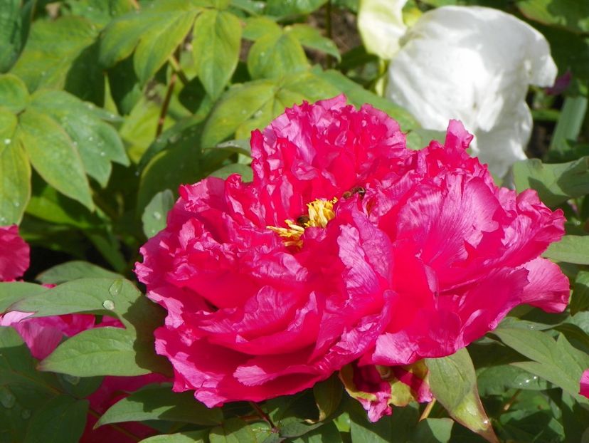 Raphael - Bujori arbustivi si itoh 2017