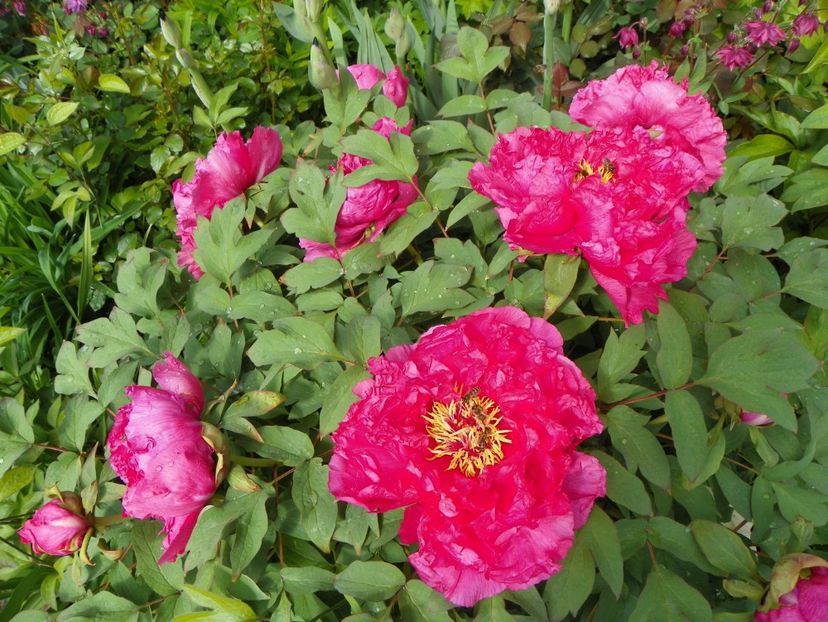 Raphael - Bujori arbustivi si itoh 2017