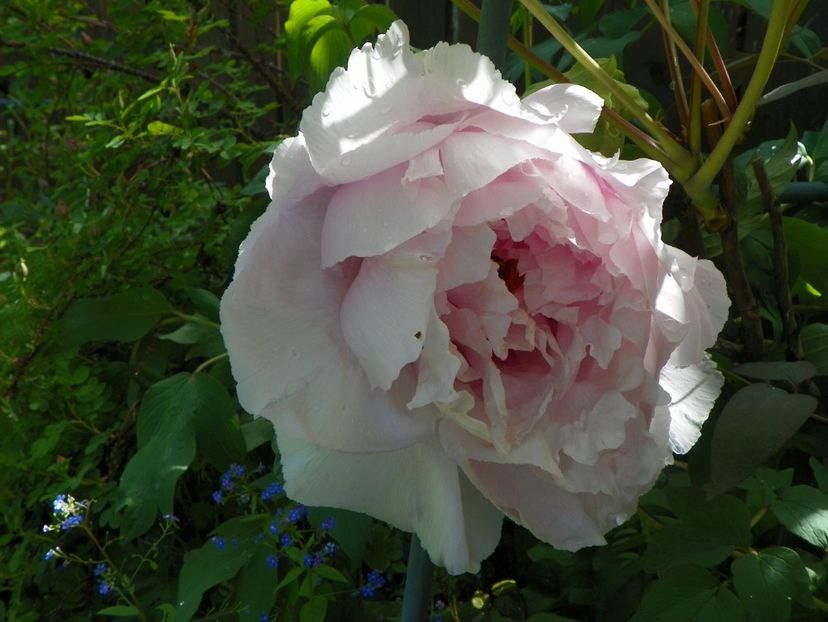 lilac anthesis - Bujori arbustivi si itoh 2017