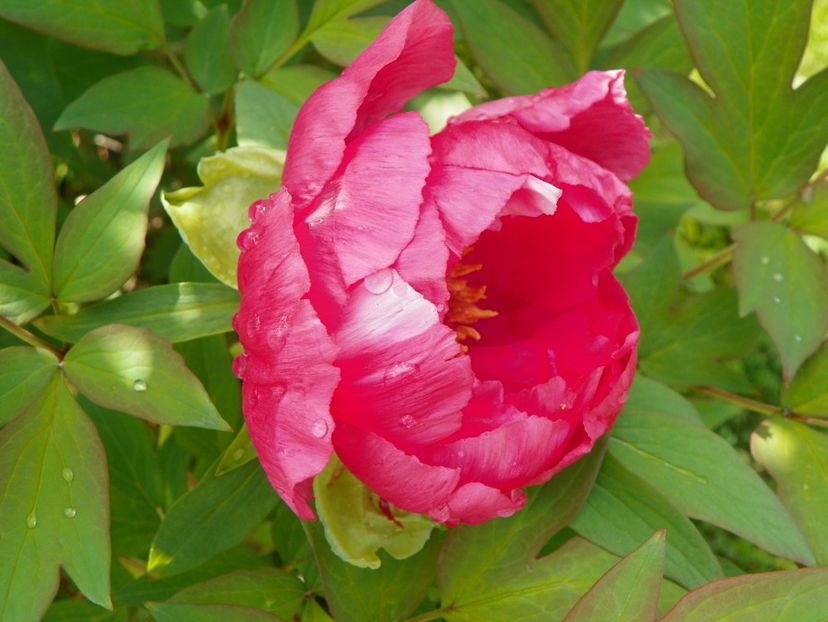 Dao Jin - Bujori arbustivi si itoh 2017