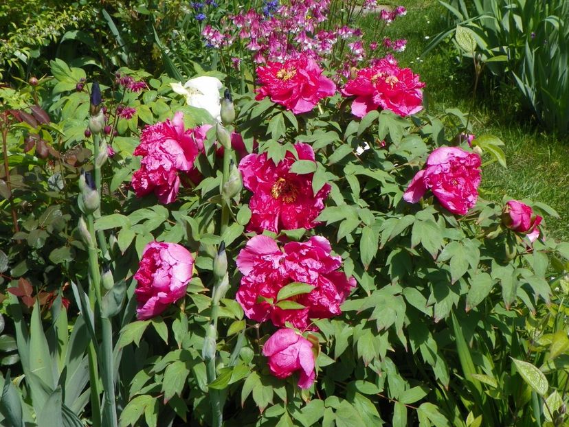 Raphael - Bujori arbustivi si itoh 2017