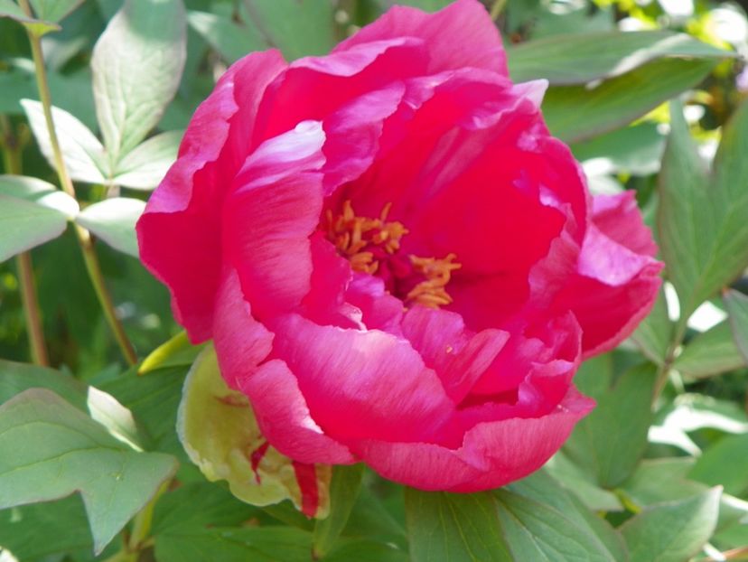 Dao Jin - Bujori arbustivi si itoh 2017