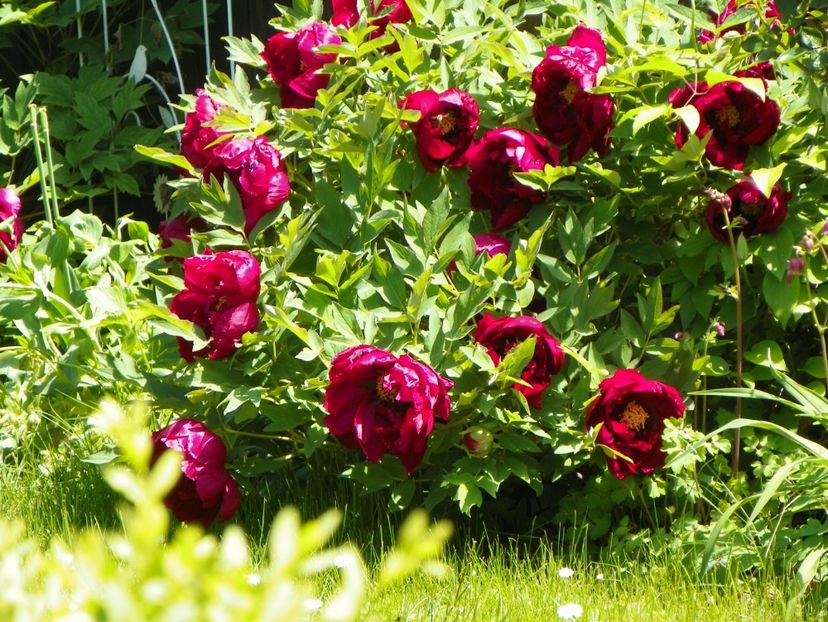 Wu Jin Yao Hui - Bujori arbustivi si itoh 2017