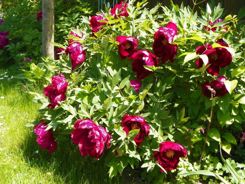 Wu Jin Yao Hui - Bujori arbustivi si itoh 2017