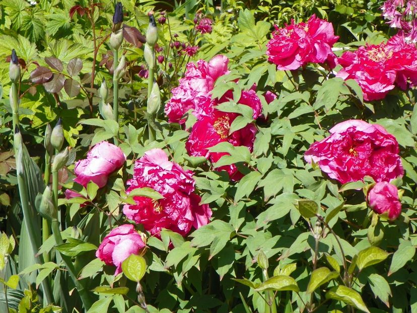 Raphael - Bujori arbustivi si itoh 2017