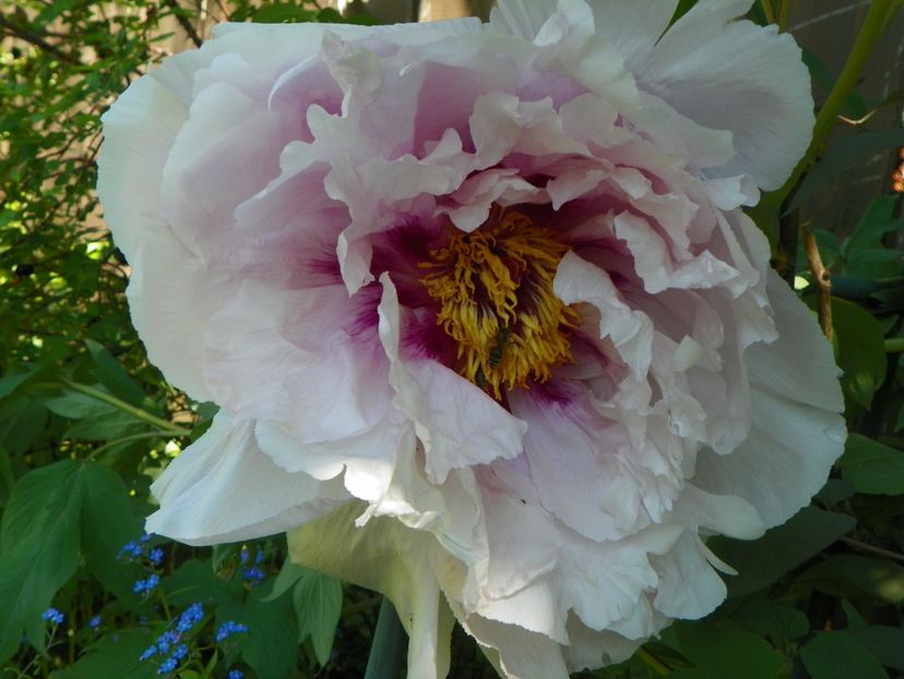 lilac anthesis - Bujori arbustivi si itoh 2017