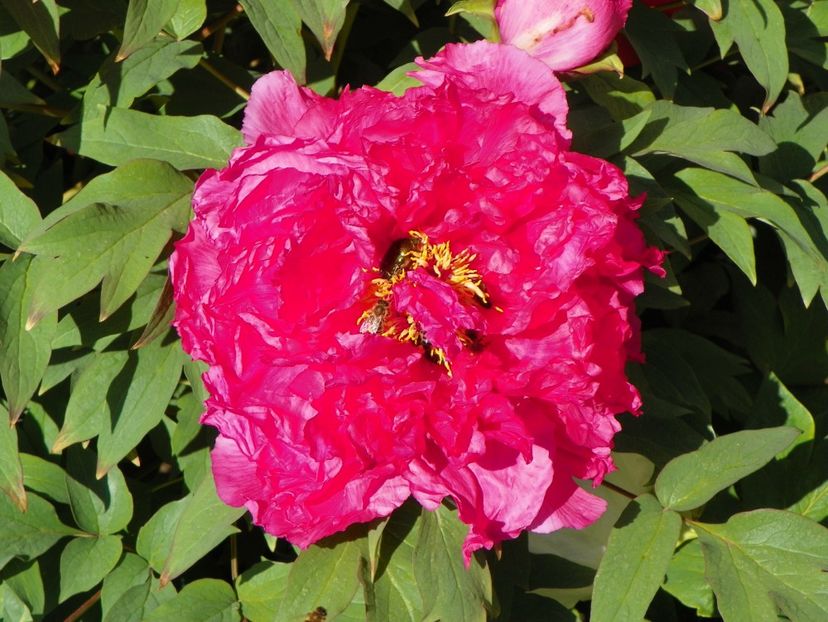 Raphael - Bujori arbustivi si itoh 2017