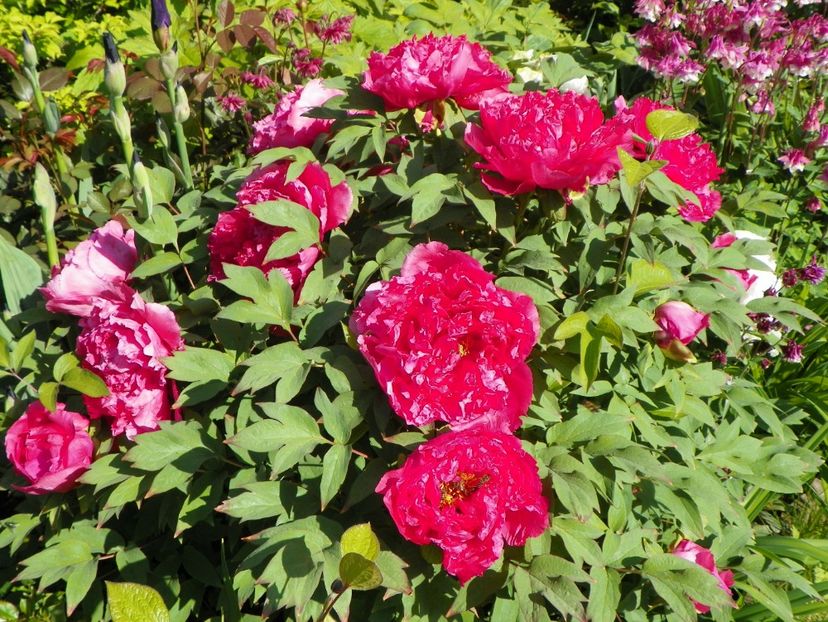 Raphael - Bujori arbustivi si itoh 2017