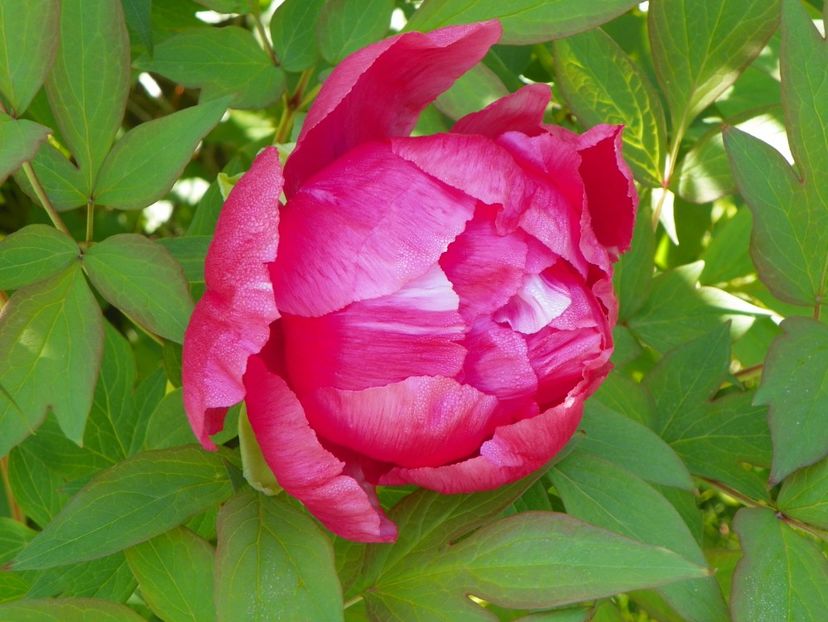 Dao Jin - Bujori arbustivi si itoh 2017