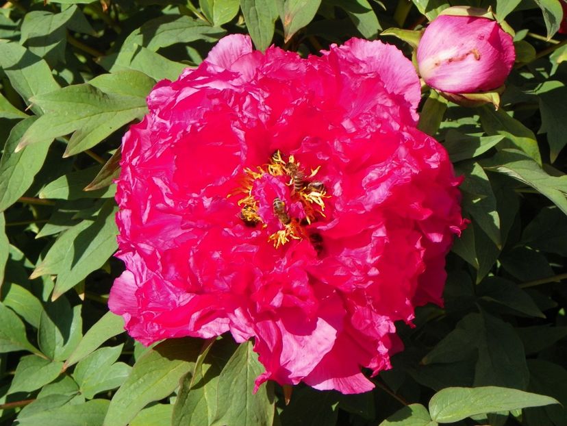 Raphael - Bujori arbustivi si itoh 2017