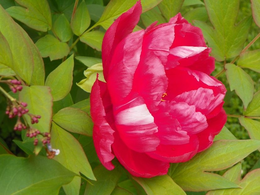 Dao Jin - Bujori arbustivi si itoh 2017