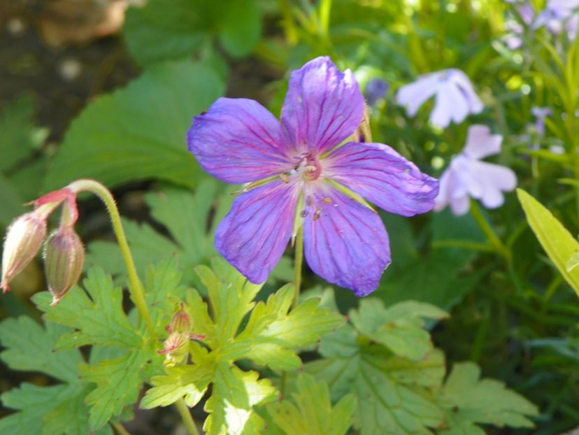 altul aparut spontan - probabil Gravetye - Geranium 2017