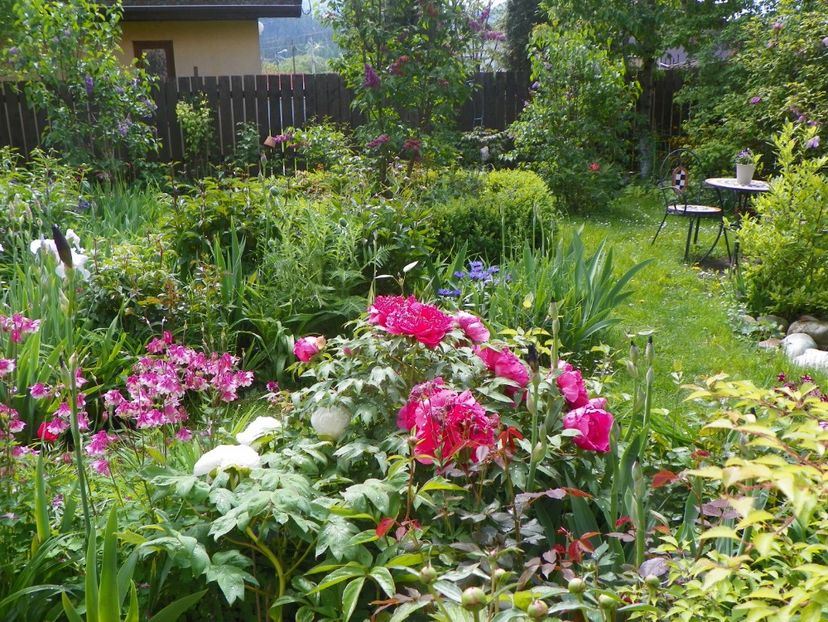 16 mai (12) - Gradina 2017