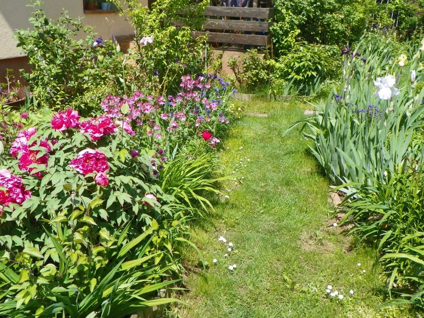 16 mai (44) - Gradina 2017