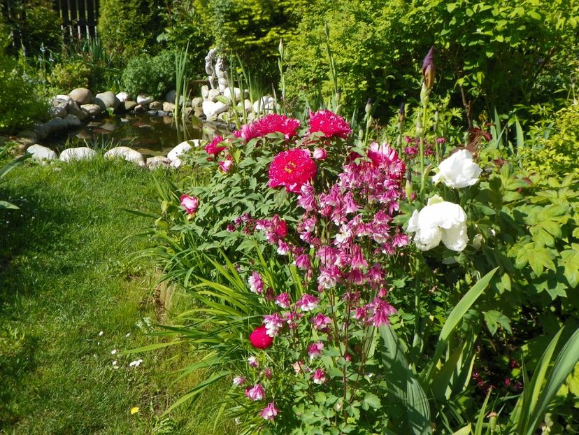 16 mai (55) - Gradina 2017