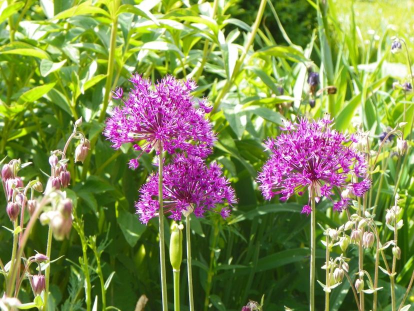 16 mai (25) - Primavara 2017