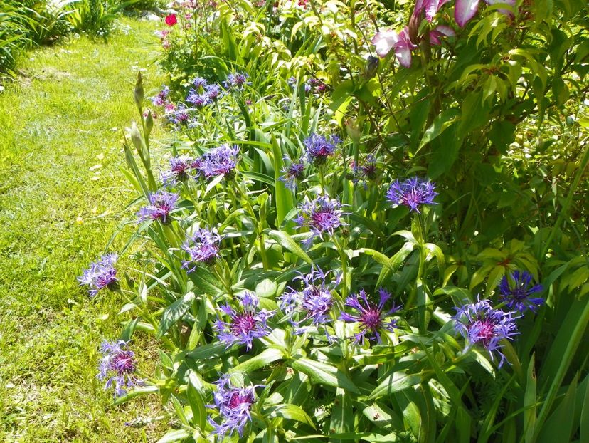 16 mai (29) - Primavara 2017