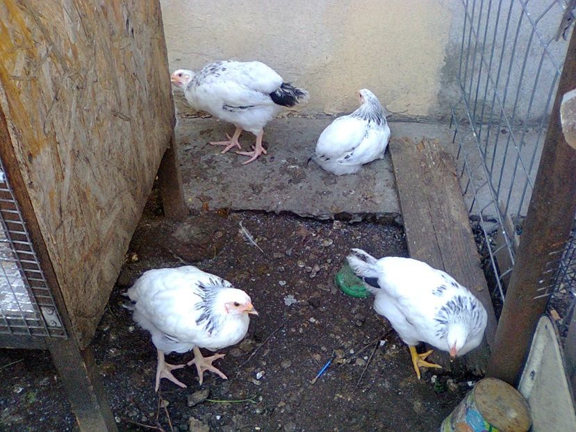 Fotografie2626 - seria 2