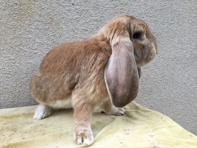 Din mascul 7 campion - Masculi pentru 2017