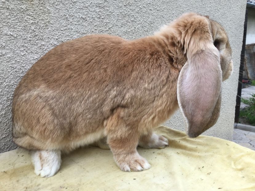  - Masculi pentru 2017