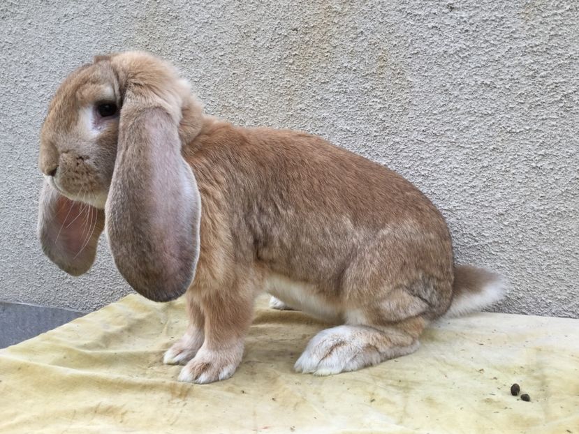  - Masculi pentru 2017