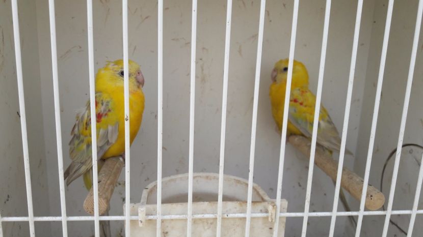  - TARG MONOR UNGARIA MAI 2017