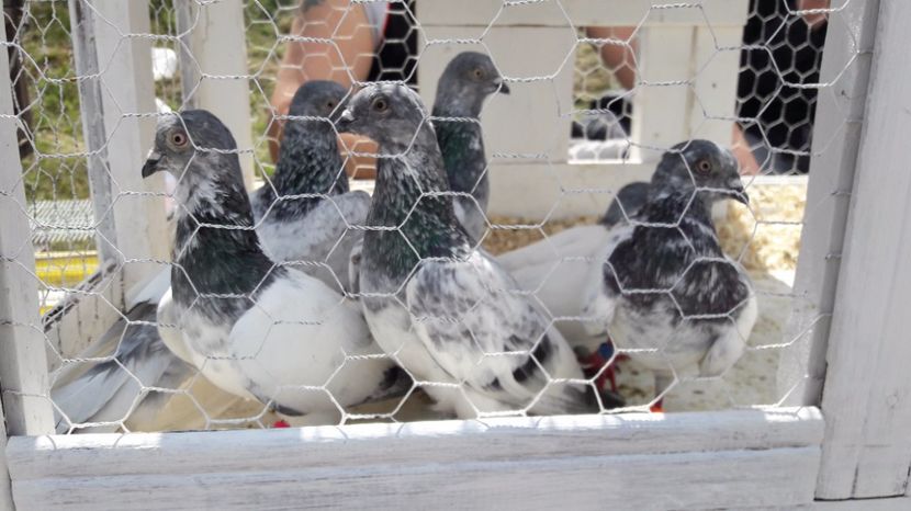  - TARG MONOR UNGARIA MAI 2017