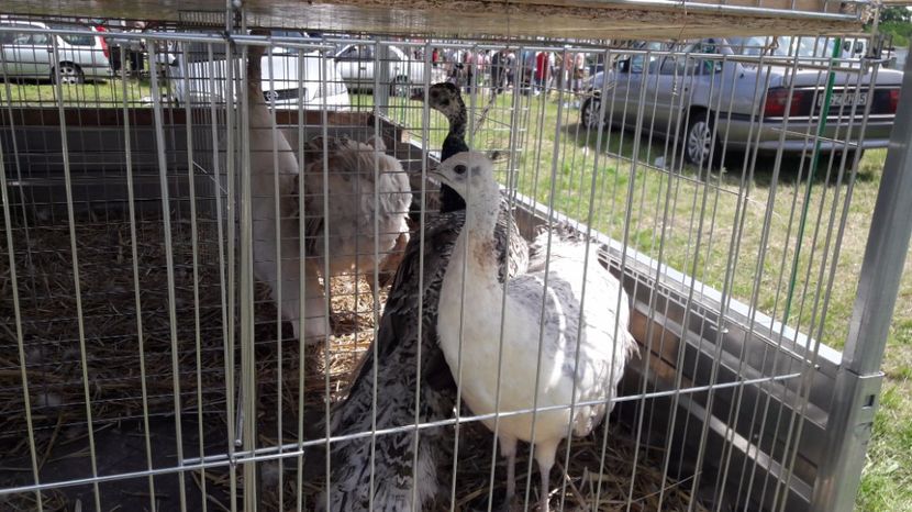  - TARG MONOR UNGARIA MAI 2017