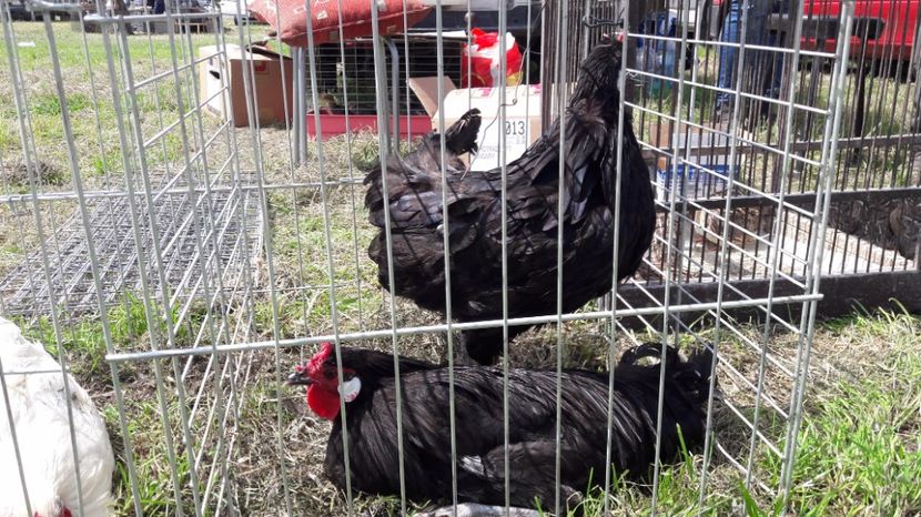  - TARG MONOR UNGARIA MAI 2017