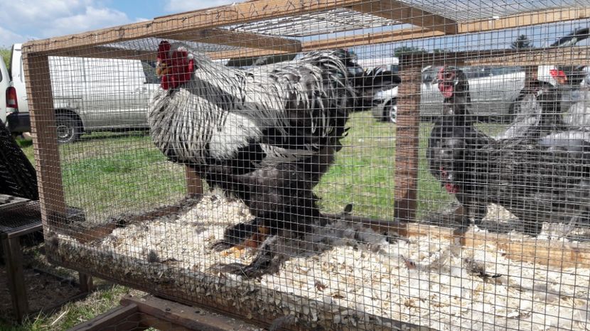  - TARG MONOR UNGARIA MAI 2017