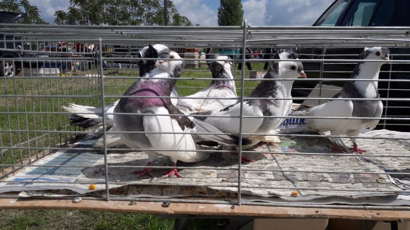  - TARG MONOR UNGARIA MAI 2017