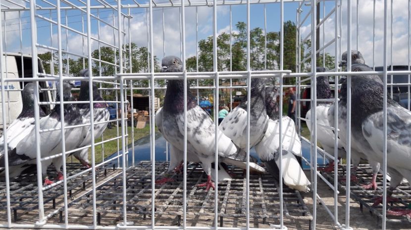  - TARG MONOR UNGARIA MAI 2017