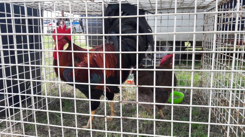  - TARG MONOR UNGARIA MAI 2017