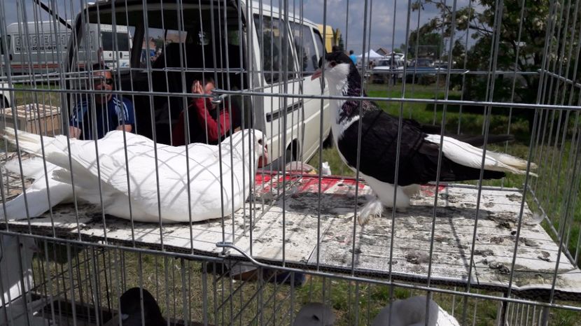  - TARG MONOR UNGARIA MAI 2017