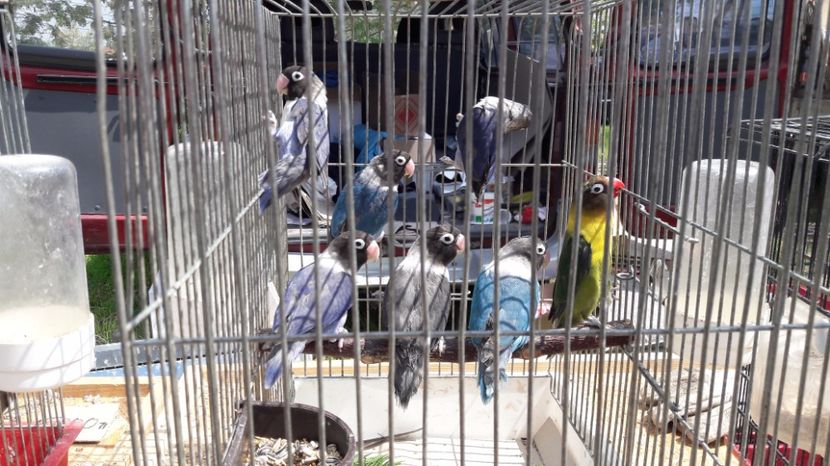  - TARG MONOR UNGARIA MAI 2017