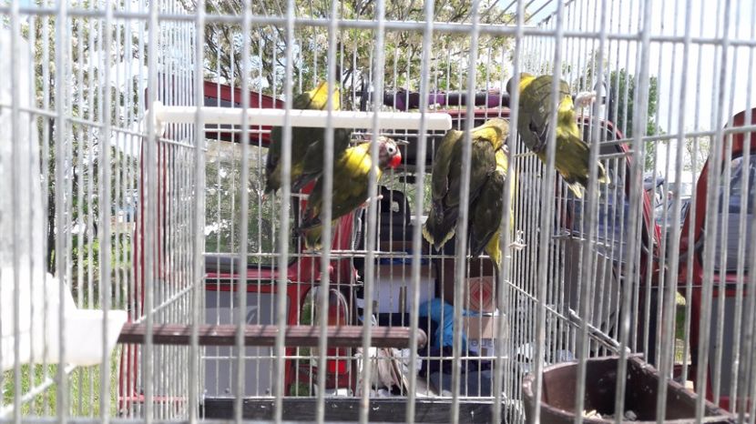  - TARG MONOR UNGARIA MAI 2017