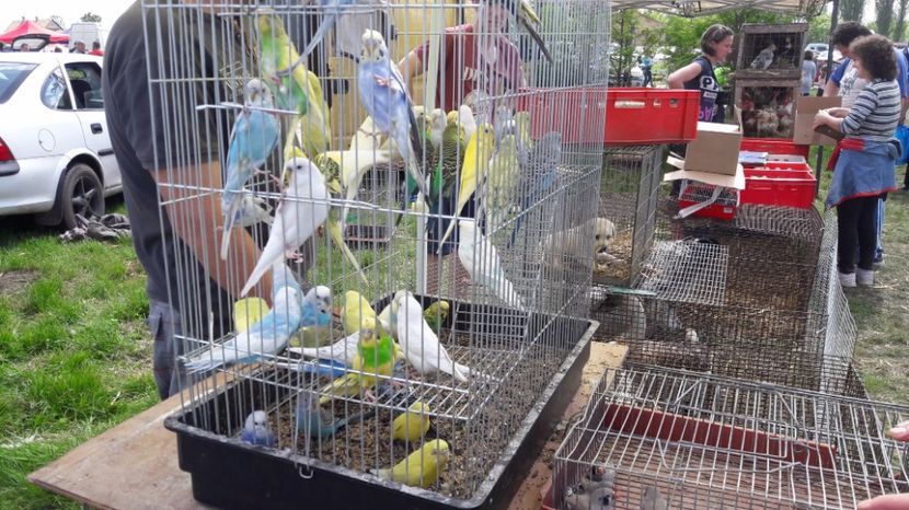  - TARG MONOR UNGARIA MAI 2017