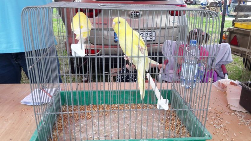  - TARG MONOR UNGARIA MAI 2017