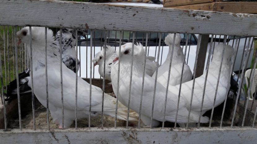  - TARG MONOR UNGARIA MAI 2017