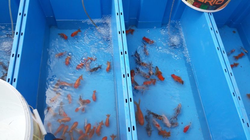  - TARG MONOR UNGARIA MAI 2017