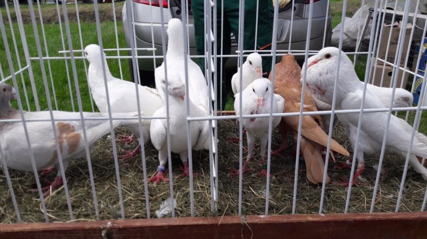  - TARG MONOR UNGARIA MAI 2017