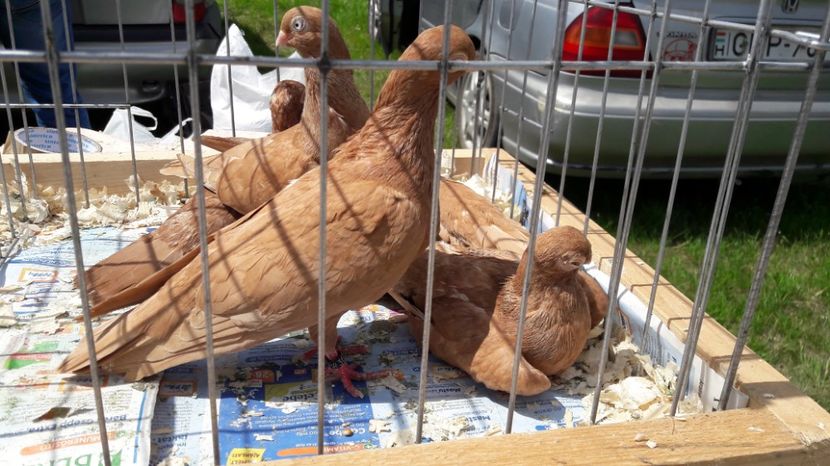  - TARG MONOR UNGARIA MAI 2017