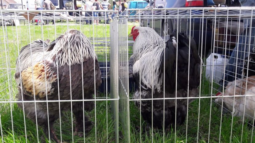  - TARG MONOR UNGARIA MAI 2017