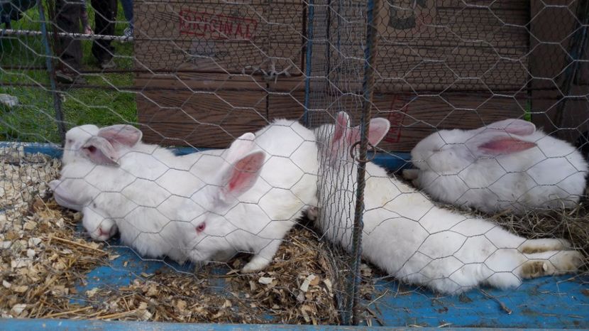  - TARG MONOR UNGARIA MAI 2017