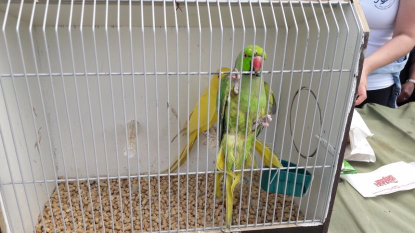  - TARG MONOR UNGARIA MAI 2017