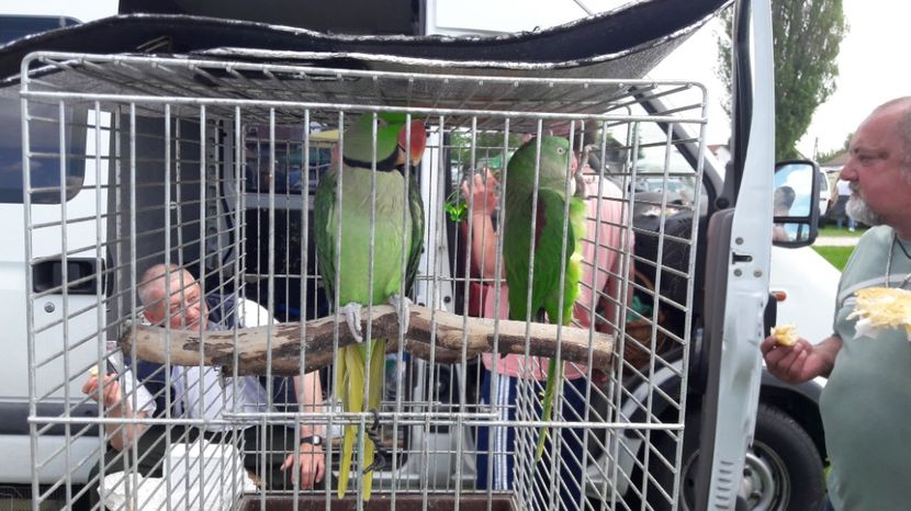  - TARG MONOR UNGARIA MAI 2017